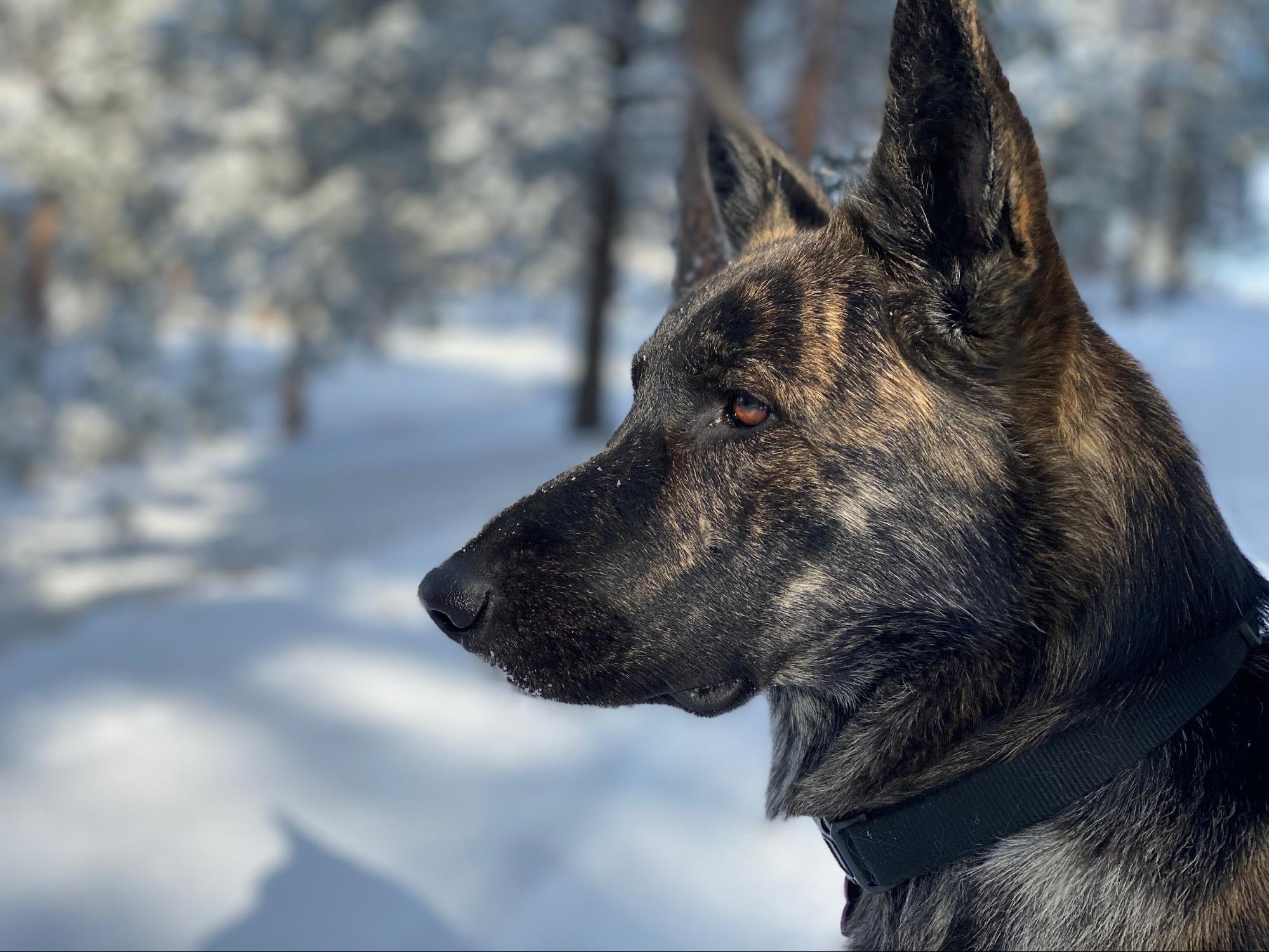 dog-against-snow-background