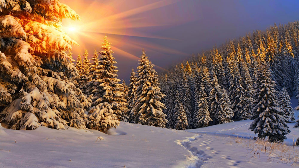 nature-in-winter
